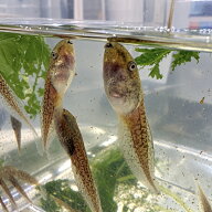 （生体）アカメアマガエル　オタマジャクシ