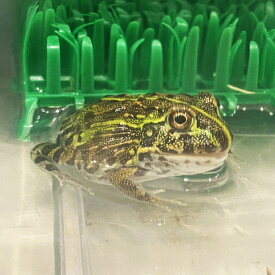 （生体）アフリカウシガエル