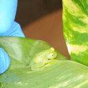 （生体）フライシュマンアマガエルモドキ（グミガエル）　※一部地域は航空便にてお届け(商品説明欄をご覧ください)