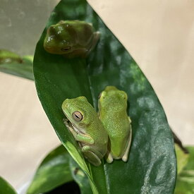 （生体）クツワアメガエル　ベビー　※一部地域は航空便にてお届け(商品説明欄をご覧ください)