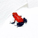 （生体）イチゴヤドクガエル　一部地域は航空便にてお届け(商品説明欄をご覧ください)