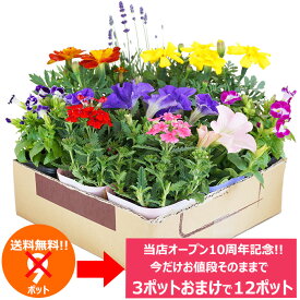 当店オープン10周年記念！　お値段そのままで3ポット増量中！　花苗 セット 送料無料 夏のお花おまかせ12ポット ガーデニングに最適です。 沖縄・離島を除く
