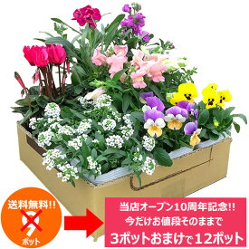 当店オープン10周年記念！花苗 セット 送料無料 春冬のお花おまかせ9ポット　今だけ3ポット増量中！ 沖縄・離島を除く