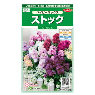 実咲花6476　ストック　ベイビー　ミックス
