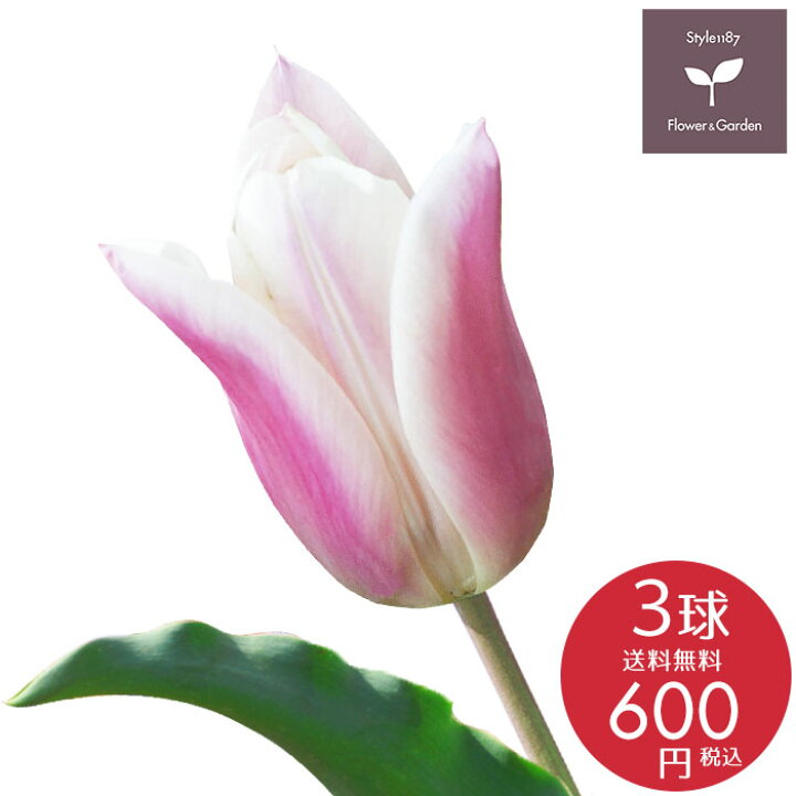 Sale 60 Off チューリップ 球 球根 サンネ 花