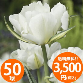 チューリップ球根 品種ミックス白色系50球入り