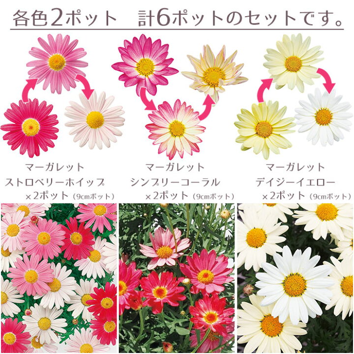 楽天市場 花苗 春 マーガレット マーガレット6ポットセット Pw ハクサン 栄養系 送料無料 沖縄 離島を除く Style1187