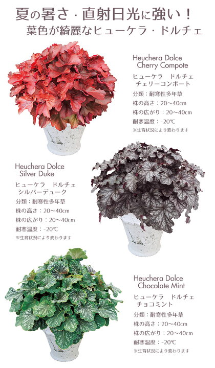 楽天市場 予約商品 花苗 春 ヒューケラ6ポットセット Pw ハクサン 栄養系 送料無料 沖縄 離島を除く Style1187