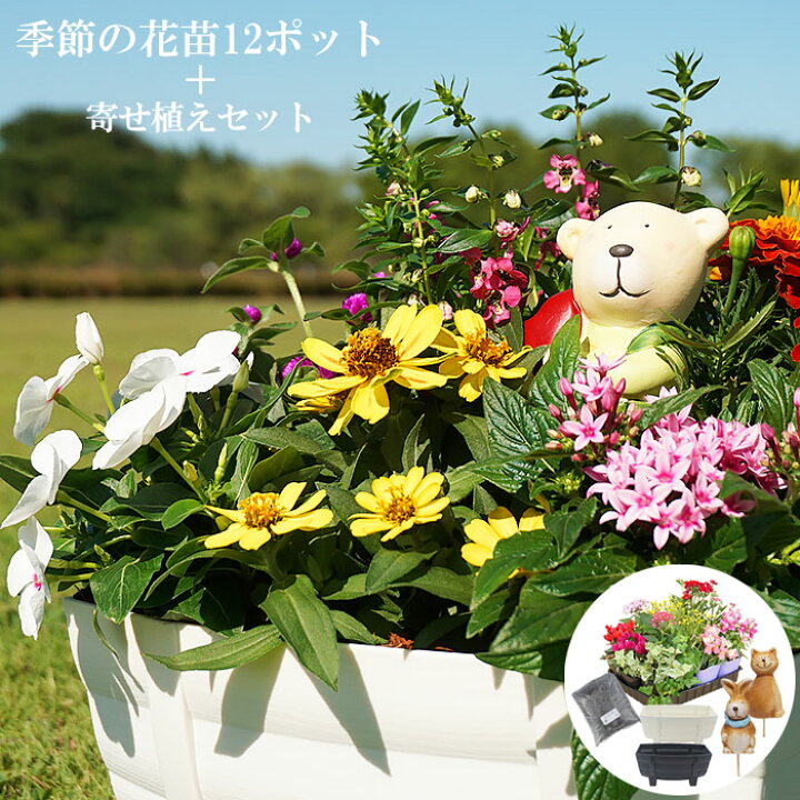 楽天市場 花苗 春 寄せ植え セット ガーデニングに最適です 季節の花苗おまかせ12ポット 寄せ植えセット 送料無料 沖縄 離島を除く Style1187