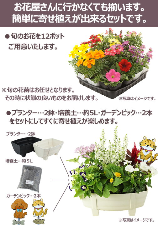 楽天市場】花苗 夏 寄せ植え セット ガーデニングに最適です。 季節の 
