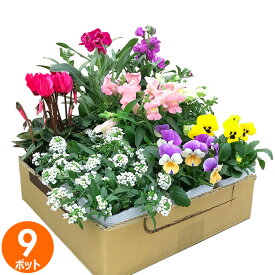 花苗 セット 送料無料 冬のお花おまかせ9ポット ガーデニングに最適です。 沖縄・離島を除く
