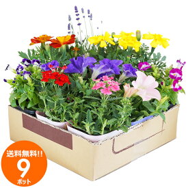 花苗 セット 送料無料 春のお花おまかせ9ポット 沖縄・離島を除く