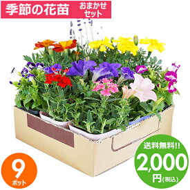 花苗 セット 送料無料 春のお花おまかせ9ポット ガーデニングに最適です。 沖縄・離島を除く