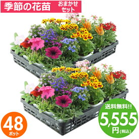 花苗 セット 送料無料 春のお花おまかせ48ポット ガーデニングに最適です。沖縄・離島を除く