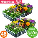 花苗 セット 送料無料 冬のお花おまかせ48ポット ガーデニングに最適です。沖縄・離島を除く