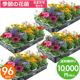 花苗 セット 送料無料 春のお花おまかせ96ポット ガーデニングに最適です。沖縄・離島を除く