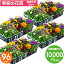 花苗 セット 送料無料 冬のお花おまかせ96ポット ガーデニングに最適です。沖縄・離島を除く