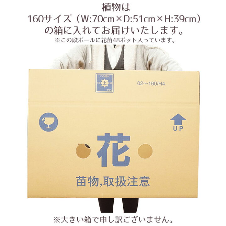 楽天市場】花苗 セット 送料無料 秋 のお花おまかせ48ポット ガーデニングに最適です♪沖縄・離島を除く : STYLE1187