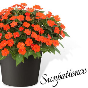 鉢植え 花 夏の人気商品 通販 価格比較 価格 Com