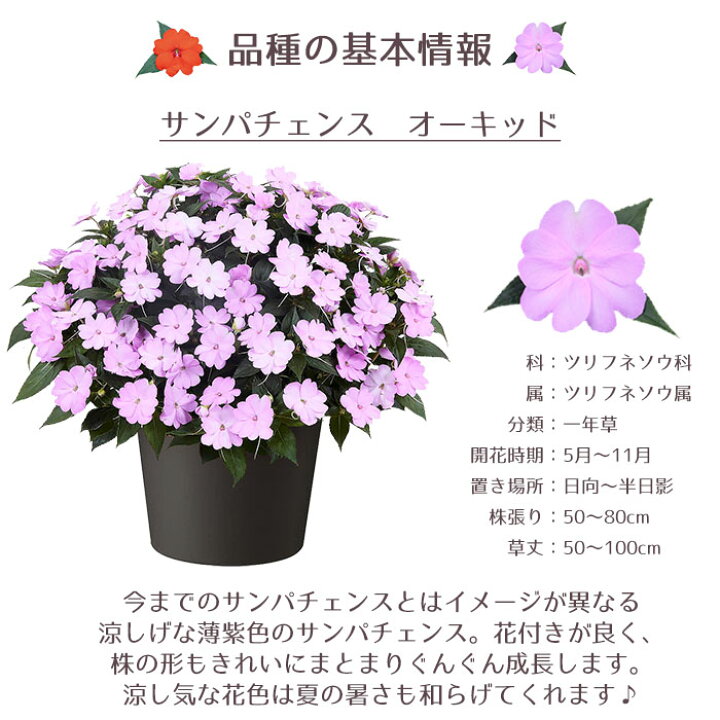 楽天市場 予約商品 サンパチェンス オーキッド 12号 サカタのタネ インパチェンス 鉢植え 夏の暑さに負けない花 Style1187