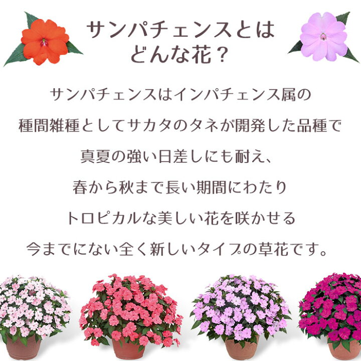 花の種 営利用 500粒 アフリカホウセンカ インパチェンス サカタのタネ スーパーエルフィンxp ピンク メール便発送 種苗 22年のクリスマス インパチェンス