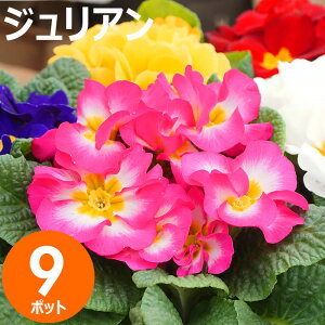 ԕc WA ԐF܂9|bgZbg ~  E