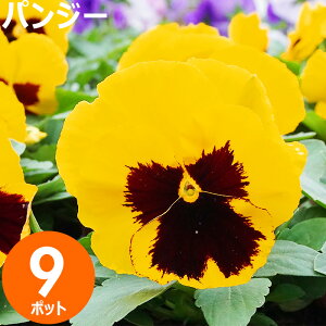 ԕc pW[ ԐF܂9|bgZbg H~  E