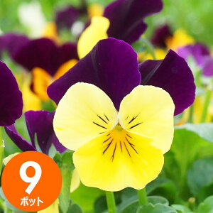 ԕc rI ԐF܂9|bgZbg H~  E