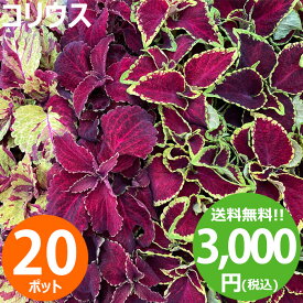 花苗 コリウス 葉色おまかせ20ポットセット 春夏 送料無料 沖縄・離島を除く