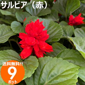 花苗 サルビア レッド9ポットセット 春夏 送料無料 沖縄・離島を除く