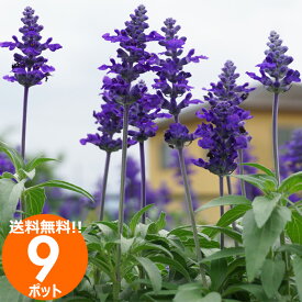 花苗 ブルーサルビア 9ポットセット 春夏 送料無料 沖縄・離島を除く