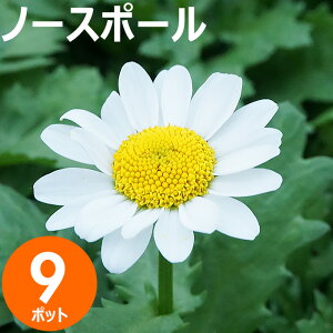 ԕc Zbg m[X|[9|bg ~  E