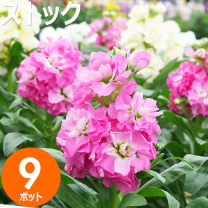 ԕc XgbN ԐF܂9|bgZbg H~  E