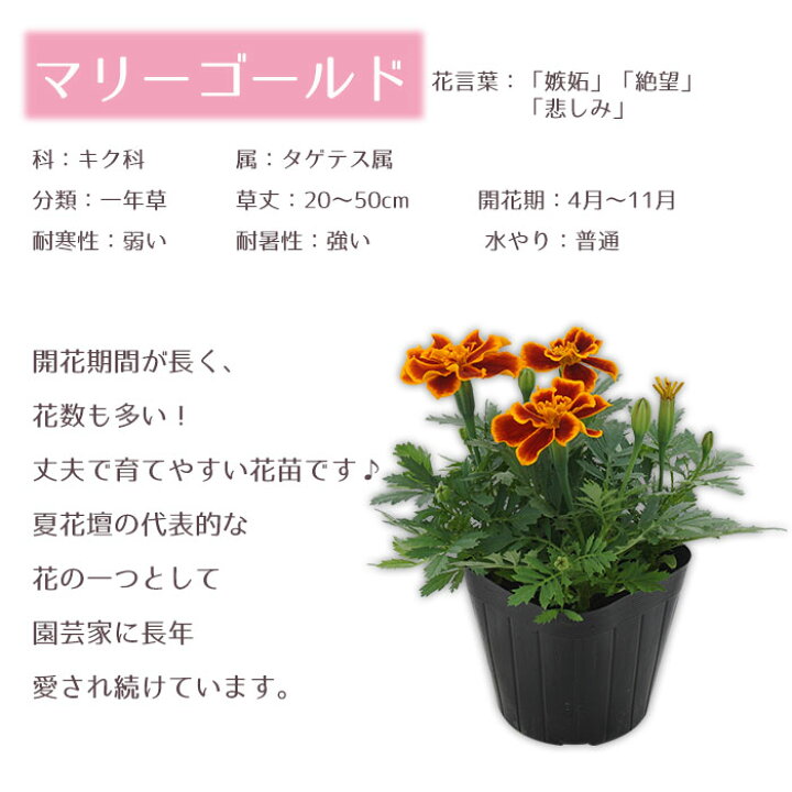 楽天市場 花苗 マリーゴールド 花色おまかせ9ポットセット 春夏 送料無料 沖縄 離島を除く Style1187