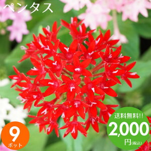 苗 ペンタスの人気商品 通販 価格比較 価格 Com