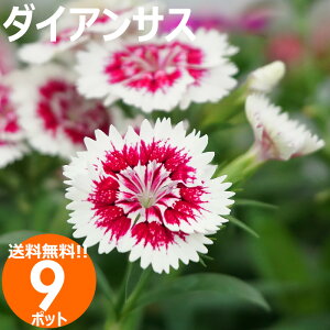 ԕc _CATX ԐF܂9|bgZbg H~  E