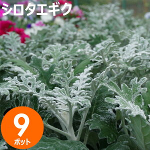 ԕc Zbg V^GMNiej9|bg H~  E