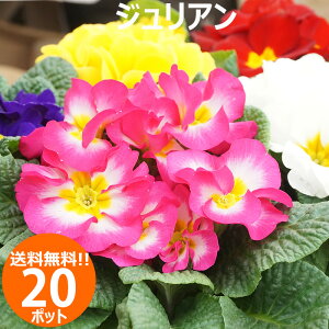 ԕc WA ԐF܂20|bgZbg ~  E