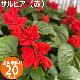 花苗 サルビア　レッド 20ポットセット 春夏 送料無料 沖縄・離島を除く