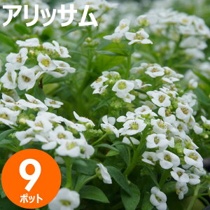 ԕc AbT ԐF܂9|bgZbg H~  E