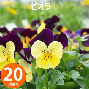 ԕc rI ԐF܂20|bgZbg H~  E