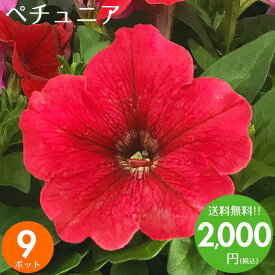楽天市場 ペチュニア 苗の通販