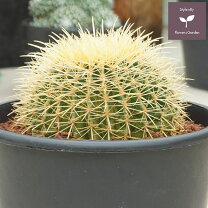 楽天市場】サボテン 金鯱（種類（植物）サボテン）（観葉植物｜花 