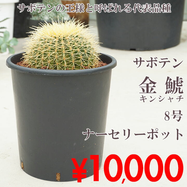楽天市場】サボテン 金鯱 キンシャチ 8号 ナーセリーポット インテリア 