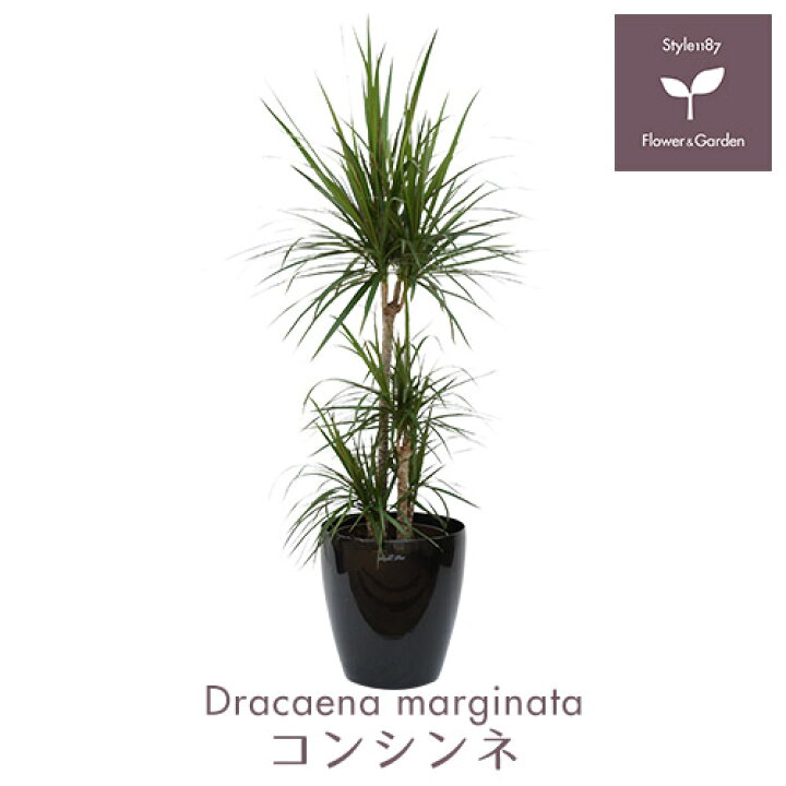 楽天市場 観葉植物 大型 おしゃれな室内インテリア ドラセナ コンシンネ Lサイズ 黒鉢カバー付き 真実の木 ドラセナ マジナータ 8号 Style1187