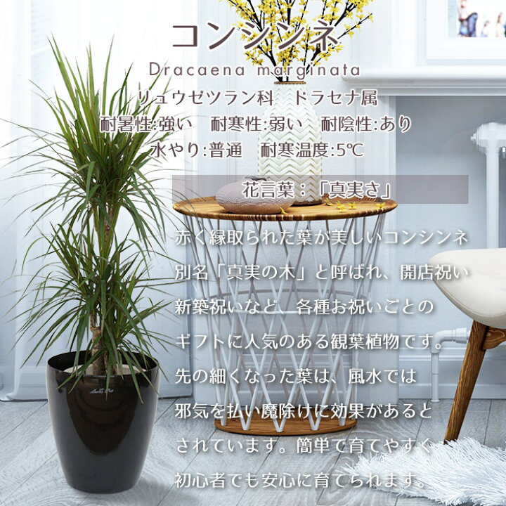 除去 南東 トリプル マジナータ 風水 ダイアクリティカル キャリッジ 承知しました