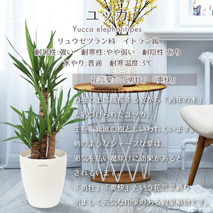楽天市場 観葉植物 大型 おしゃれな室内インテリア ユッカ Mサイズ 白鉢カバー付き 青年の木 ユッカ エレファンティペス 7号 Style1187