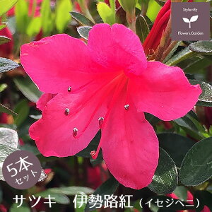 TcLccW c ɐHg 5{Zbg 15cm|bg A   