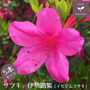 TcLccW c ɐH 5{Zbg 15cm|bg A   