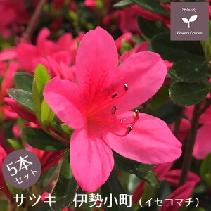 TcLccW c ɐ 5{Zbg 15cm|bg A   